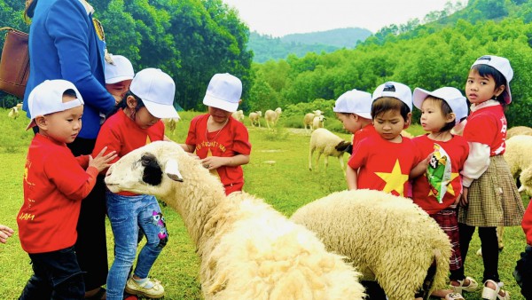 Hoạt động trải nghiệm tham quan Trại Cừu khối 4T Trường MN Sơn Thành